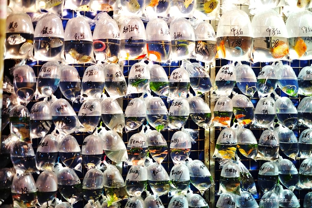 Hong Kong: Goldfish Market - Guldfisk i posevis