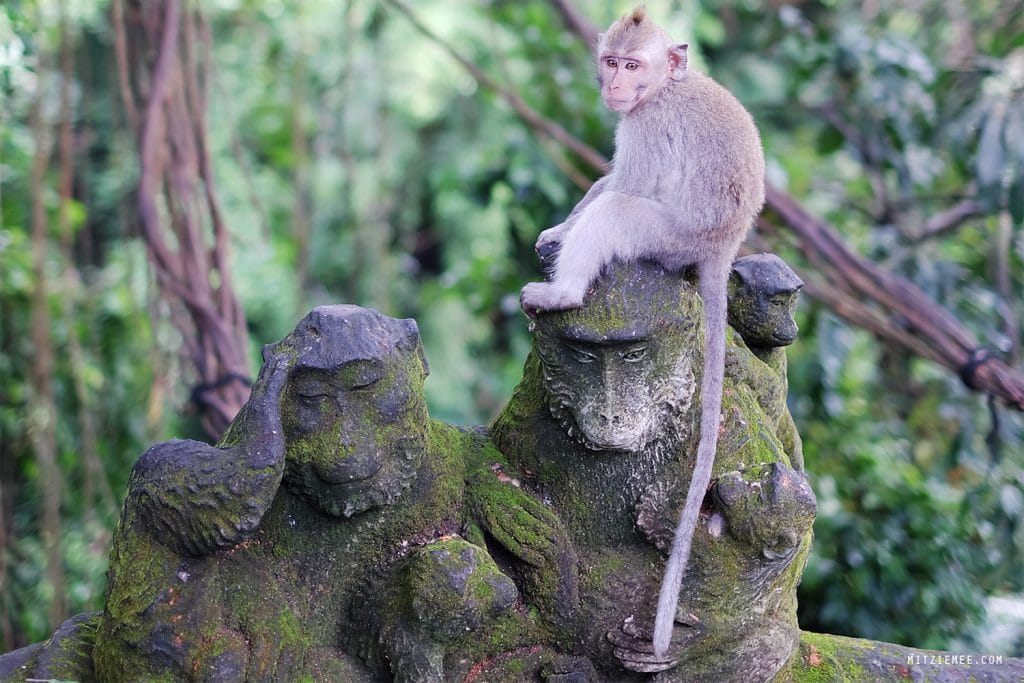  Gobi Cashmere sokker, beige, Mitzie Mee Shop Dame Cashmere Sokker – Trim Knit Beige – 37-39 1 × kr 290,00 Subtotal: kr 290,00 Se kurv Kasse Kurv Bali: Monkey Forest i Ubud – En skov fyldt med aber