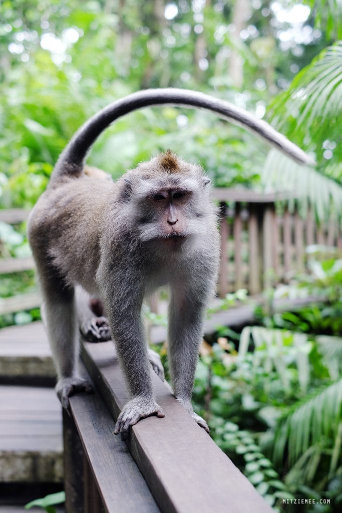  Gobi Cashmere sokker, beige, Mitzie Mee Shop Dame Cashmere Sokker – Trim Knit Beige – 37-39 1 × kr 290,00 Subtotal: kr 290,00 Se kurv Kasse Kurv Bali: Monkey Forest i Ubud – En skov fyldt med aber