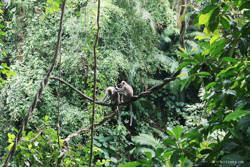  Gobi Cashmere sokker, beige, Mitzie Mee Shop Dame Cashmere Sokker – Trim Knit Beige – 37-39 1 × kr 290,00 Subtotal: kr 290,00 Se kurv Kasse Kurv Bali: Monkey Forest i Ubud – En skov fyldt med aber