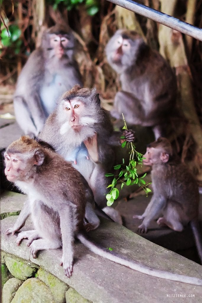 Ubud: Frække aber og Cafe du Monyet – Bali Blog