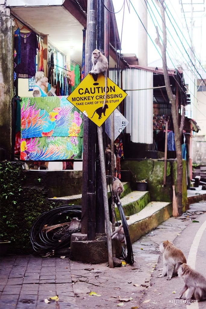 Ubud: Frække aber og Cafe du Monyet – Bali Blog