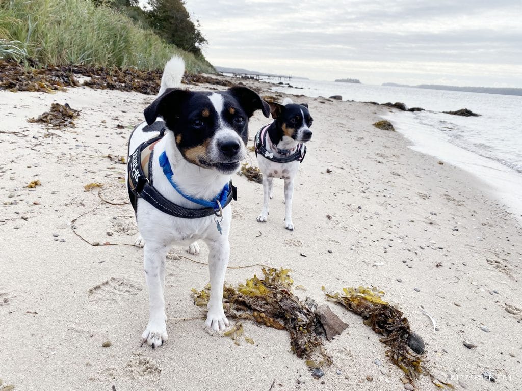 Dansk svensk gårdhund