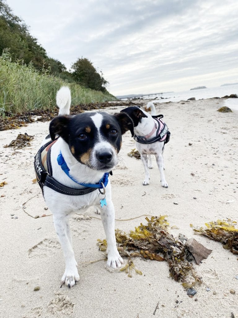 Dansk svensk gårdhund