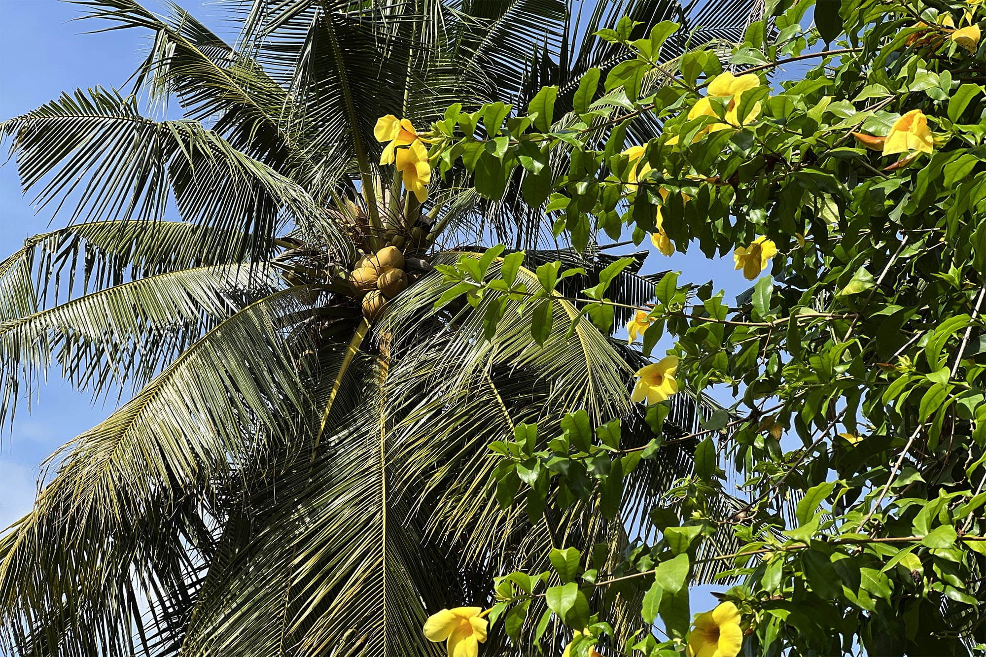 Cambodia: Meas Family Homestay i Takeo