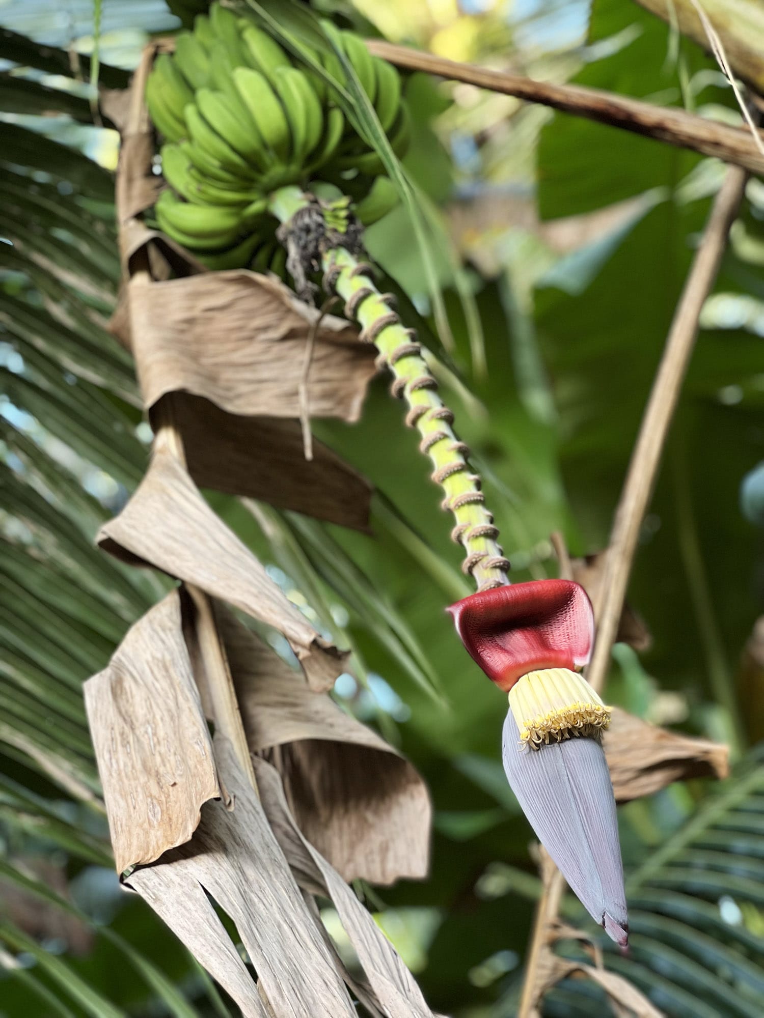 Cambodia: Meas Family Homestay i Takeo