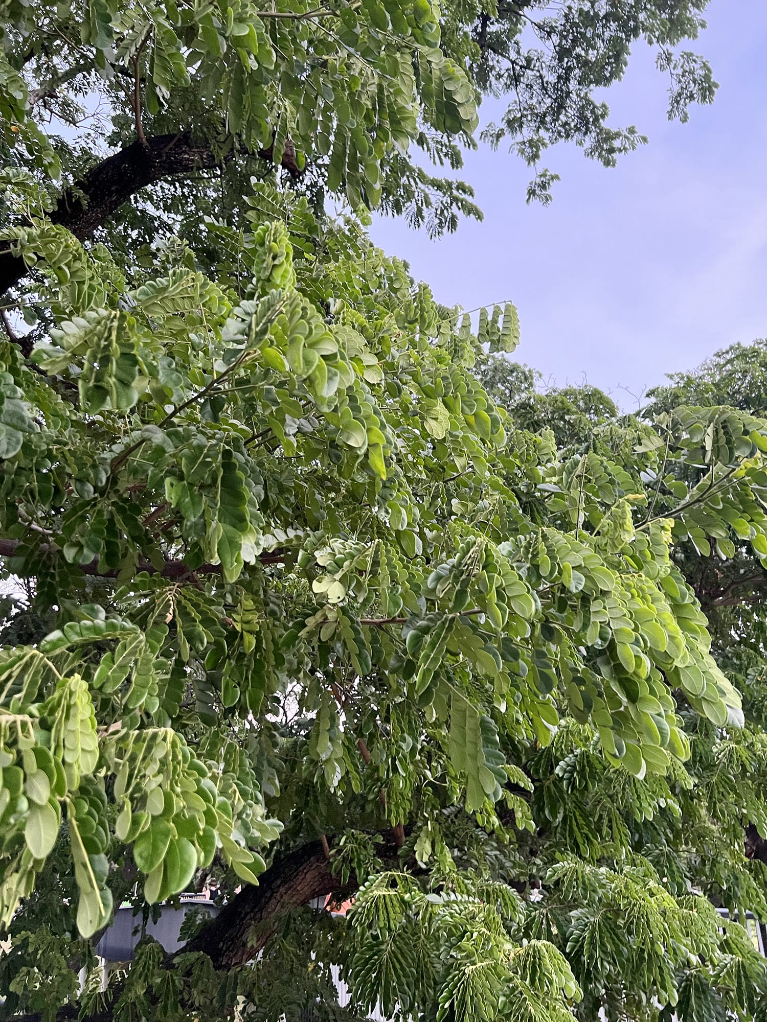 Bangkok: Benchakitti Forest Park - En grøn oase midt i byen
