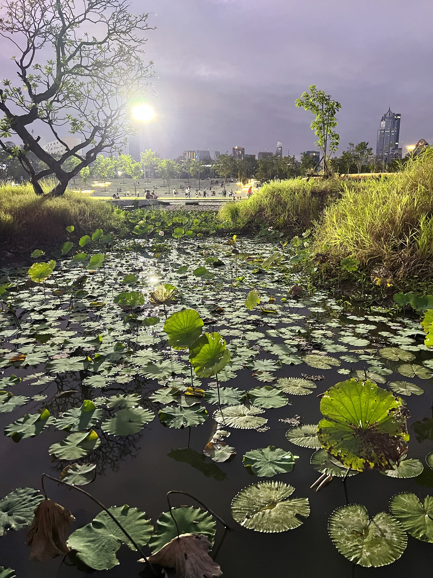 Bangkok: Benchakitti Forest Park - En grøn oase midt i byen