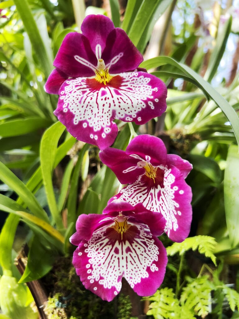 New York Botanical Garden: The Orchid Show – Florals in Fashion