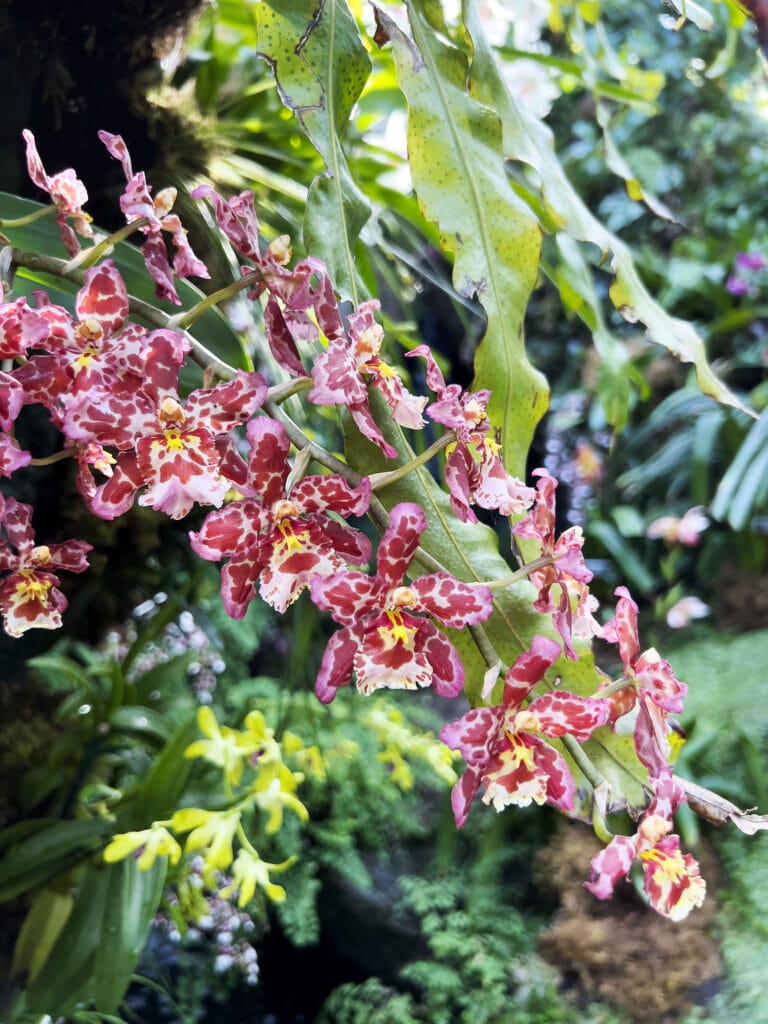New York Botanical Garden: The Orchid Show – Florals in Fashion