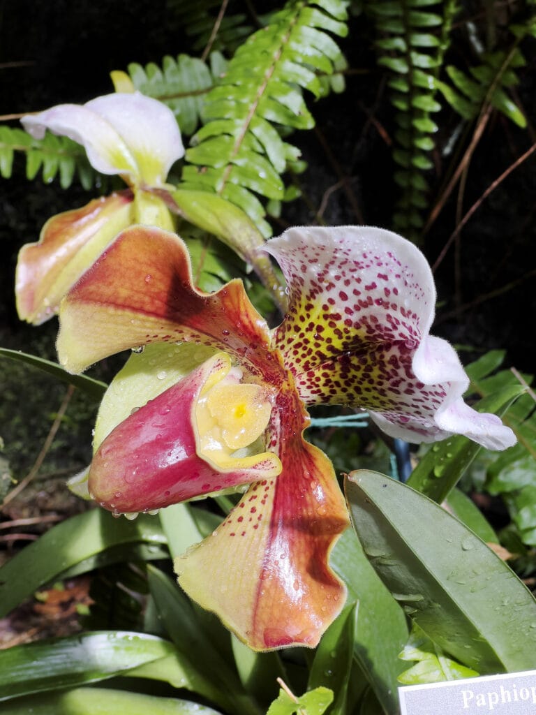 New York Botanical Garden: The Orchid Show – Florals in Fashion