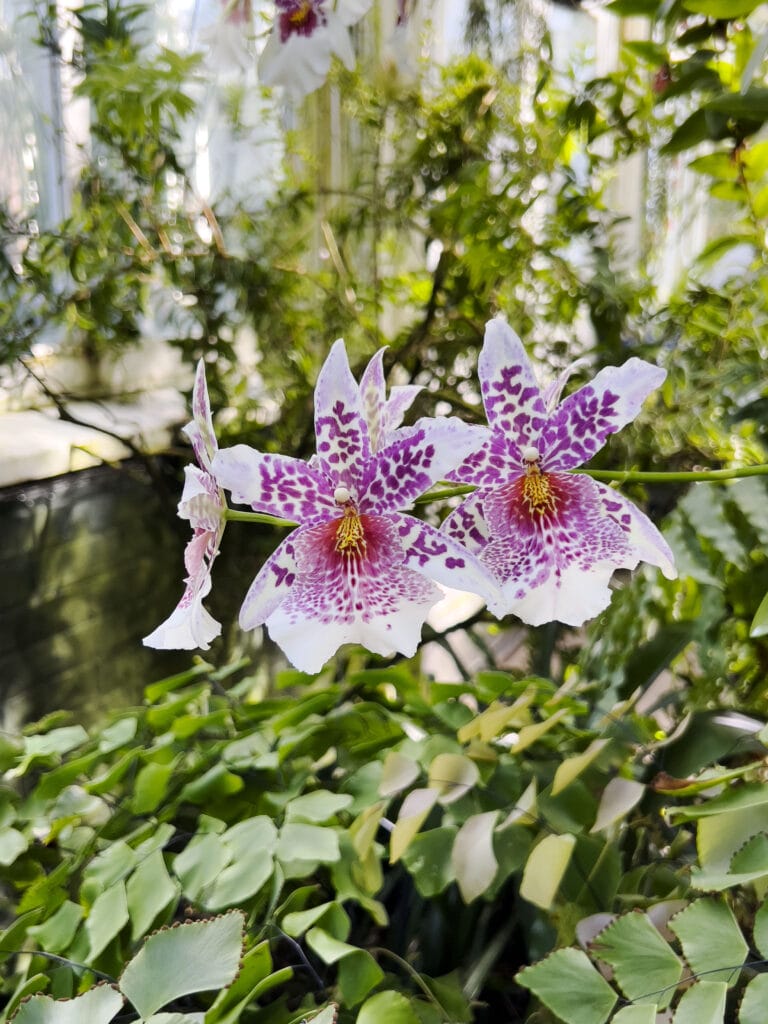 New York Botanical Garden: The Orchid Show – Florals in Fashion