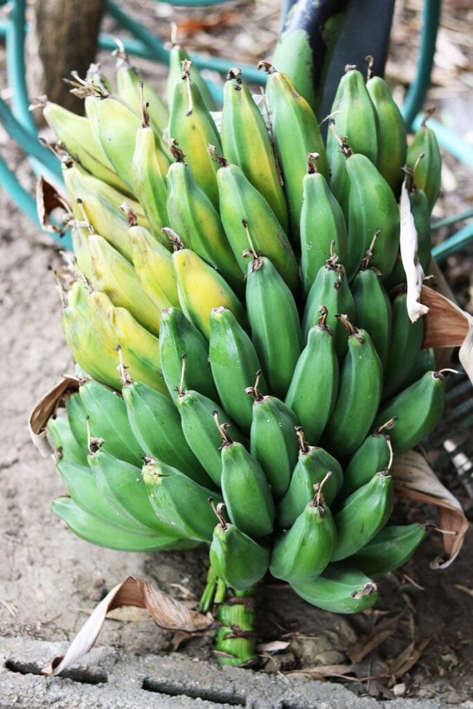Sådan forbereder du bananblade til madlavning