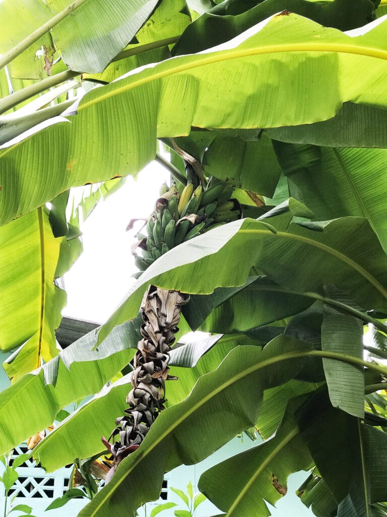Sådan forbereder du bananblade til madlavning