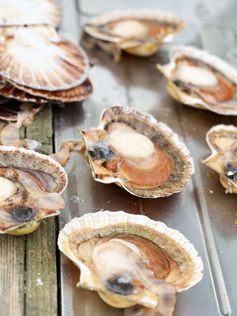 Kristian og AC bor lige ned til fjorden, og i dag var der bid. Kristian havde været ude og dykke og kom op med de smukkeste kammuslinger, som selvfølgelig fik lov til at spille hovedrollen i aftenens pastaret. Han havde også fanget en lille pighvar, og i fryseren lå der nogle rejer. Det hele røg på panden og resultatet blev den her virkelig gode og simple pasta med alt godt fra havet.Retten tager udgangspunkt i det, der lige er ved hånden, så brug hvad du har tilgængeligt. Blåmuslinger ville også fungere udmærket og har du ikke friskfanget pighvar fungerer det også fint med andre slags hvidfisk fra fiskehandleren eller supermarkedet.