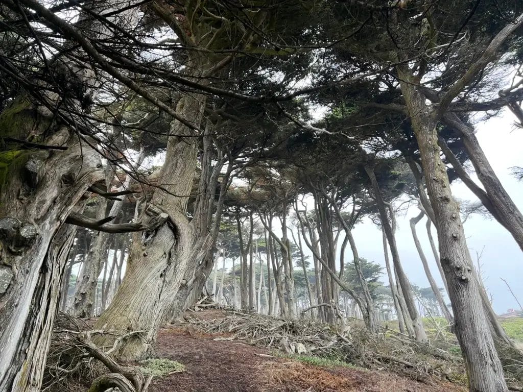 Lands End San Francisco