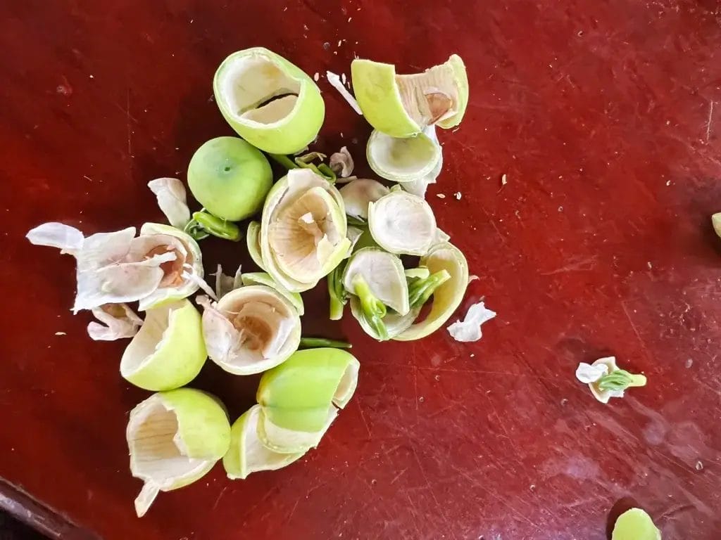 Cambodia: Friske lotusfrø - En lækker snack