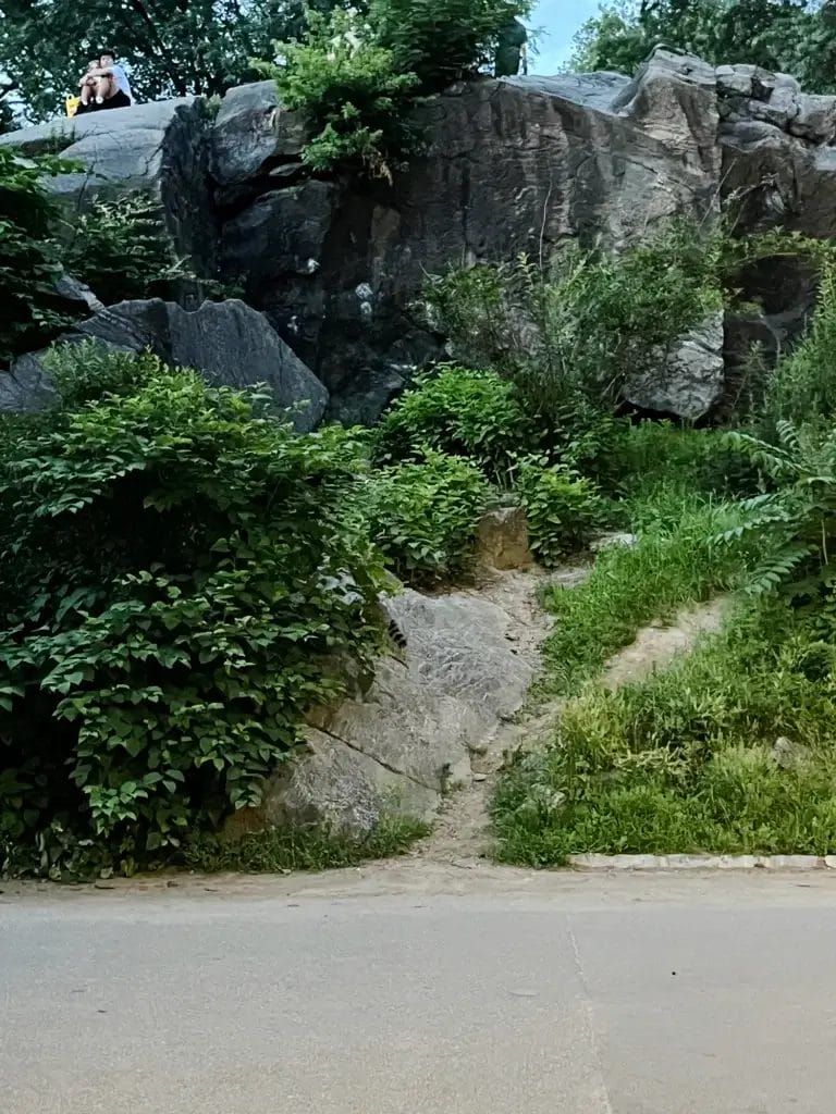 New York: Vaskebjørne i Central Park