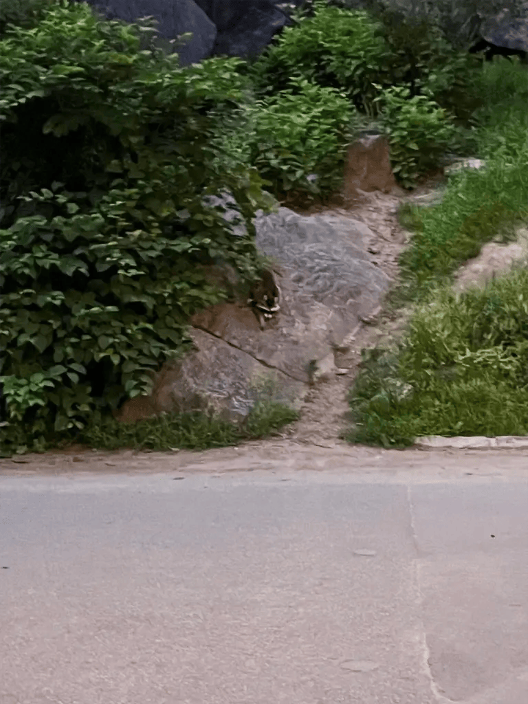 New York: Vaskebjørne i Central Park